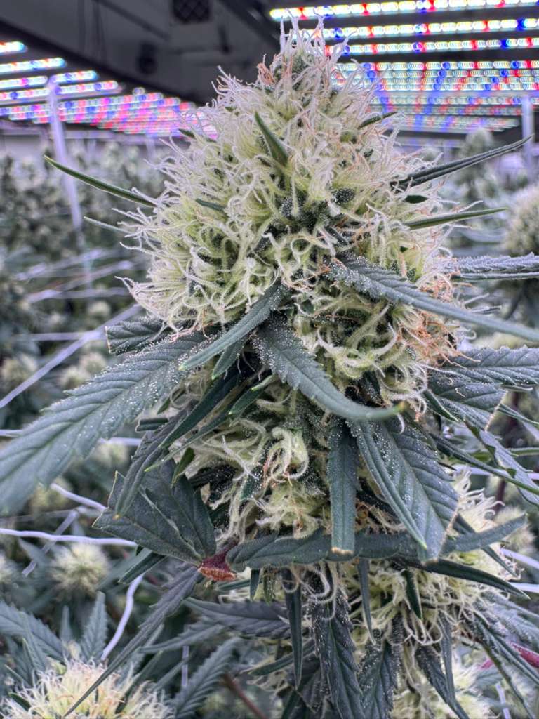 AC/DC CBD hemp flower high CBD strain grown in Oklahoma