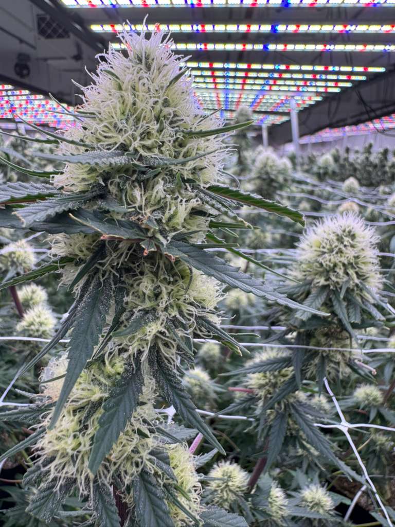 AC/DC CBD strain flower structure from Oklahoma hemp cultivation
