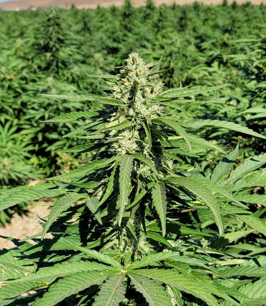 Lemon G high CBG hemp clone and flower close-up for commercial growers