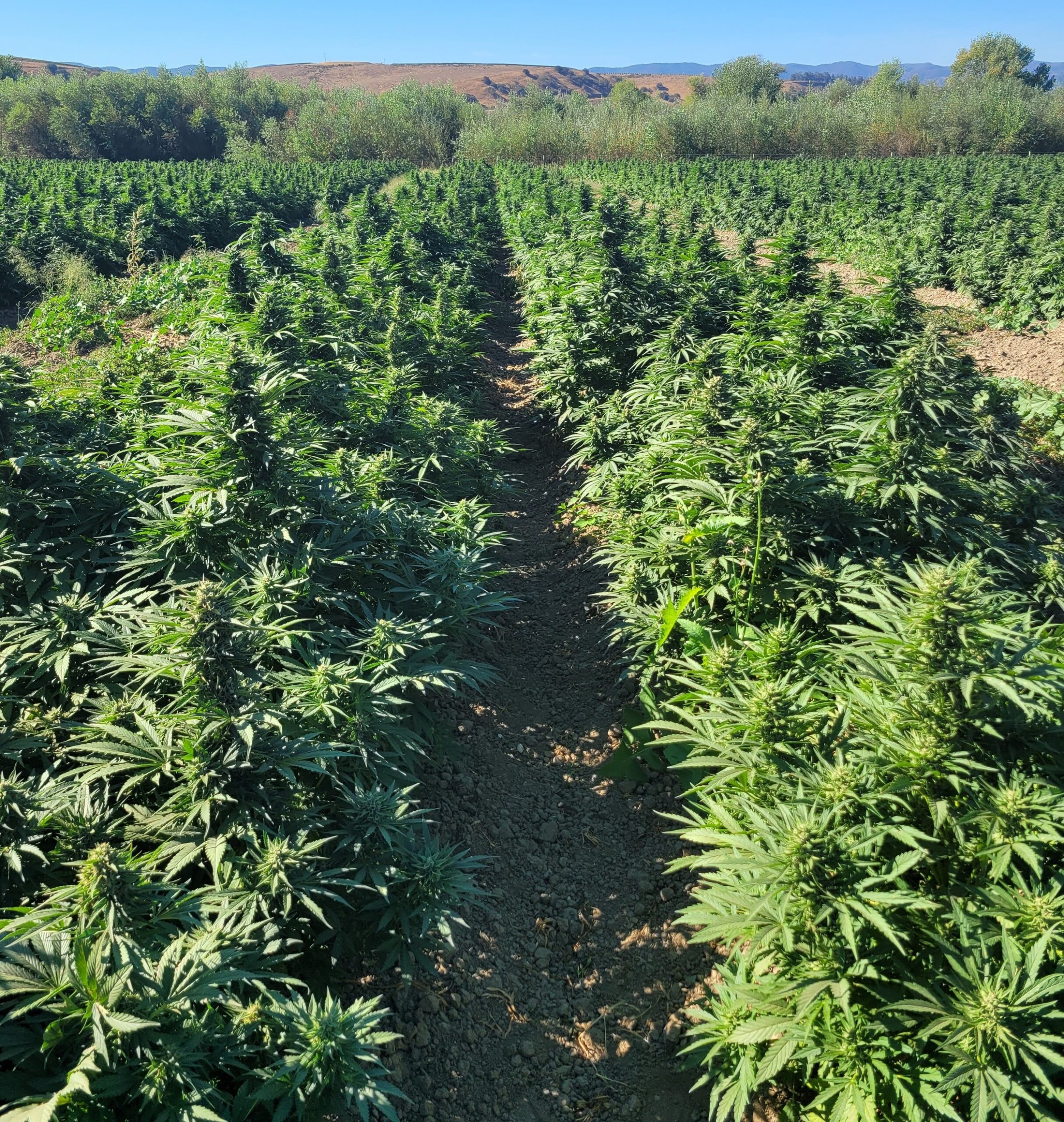 Lemon G CBG strain flower structure from Oklahoma hemp cultivation