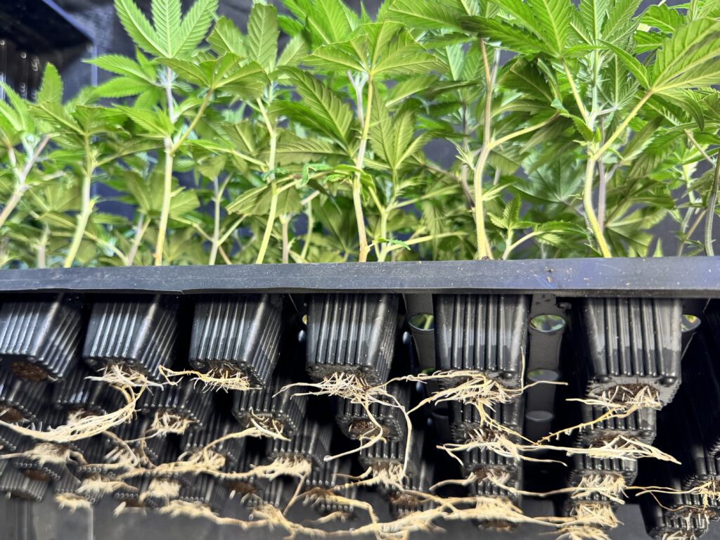A black plastic propagation tray filled with healthy green hemp clones, lifted to reveal a vigorous, bright white root system aggressively growing out of the bottom of the soil plugs.
