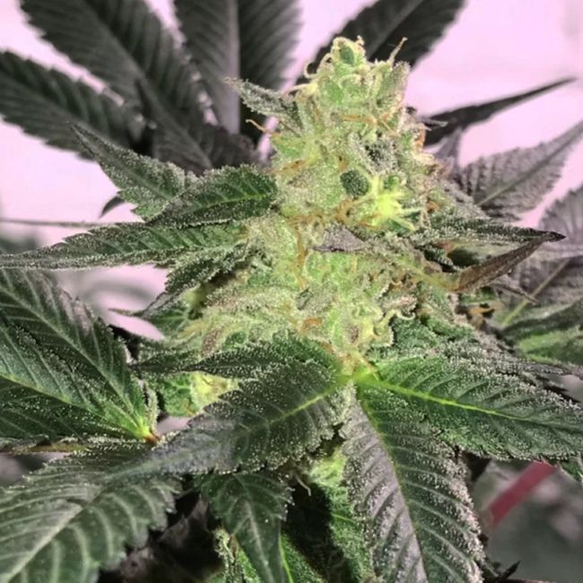 The Don CBD hemp flower high CBD strain grown in Oklahoma