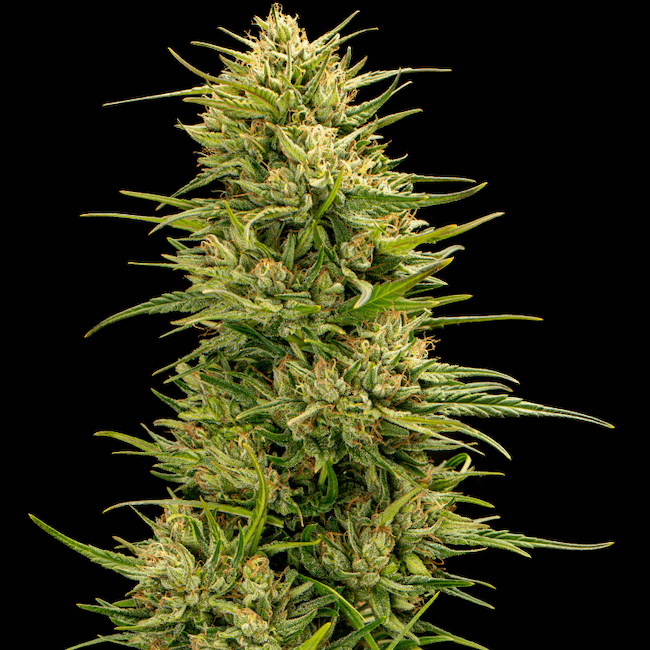 The Don CBD strain flower structure from Oklahoma hemp cultivation