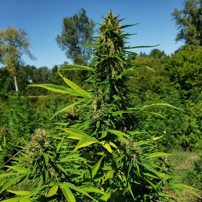 The Don high CBD hemp clone and flower close-up for commercial growers