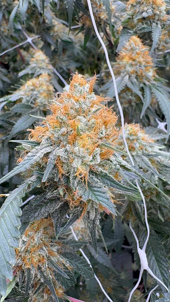 White CBG hemp flower high CBG strain grown in Oklahoma