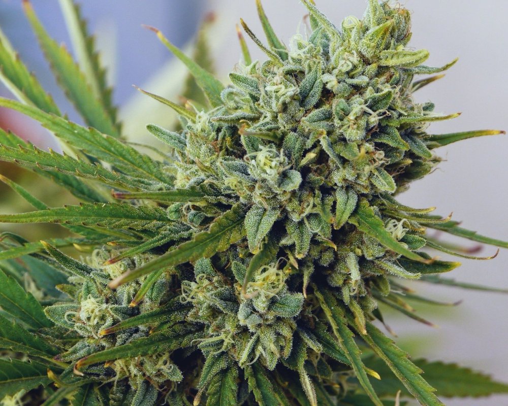 Lemon G CBG hemp flower high CBG strain grown in Oklahoma